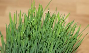 How to grow wheatgrass indoors