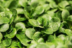 Best diet plans for weight loss lettuce