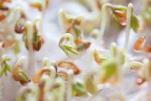 wheatgrass indoors sprouts