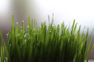 Wheatgrass juice contains as much Vitamin C as citrus and other fruits and more than ordinary vegetables